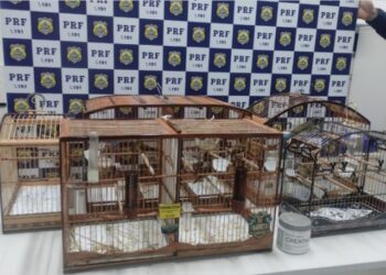 PRF resgata 52 aves silvestres em duas ocorrências na Bahia
