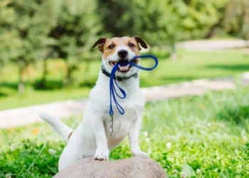 Tribunal mantém multa contra morador de condomínio que não usou coleira em cachorro dócil
