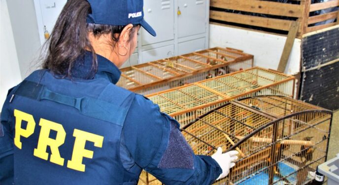 PRF resgata mais de 50 animais silvestres na Bahia