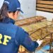 PRF resgata mais de 50 animais silvestres na Bahia