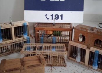 PRF resgata mais de uma dezena de aves silvestres dentro de ônibus na Bahia