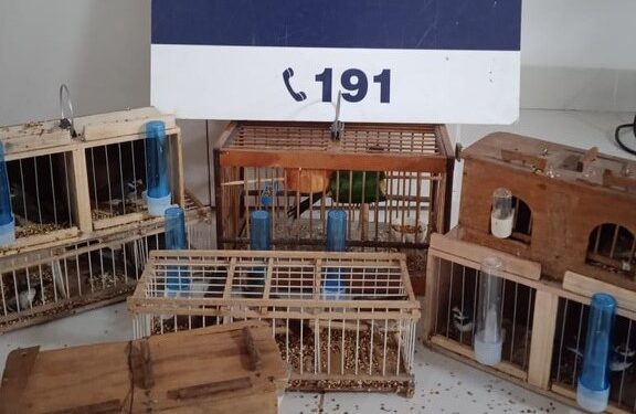 PRF resgata mais de uma dezena de aves silvestres dentro de ônibus na Bahia