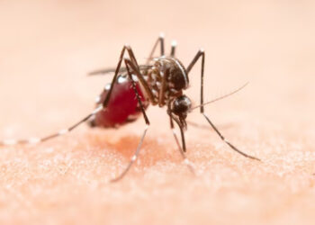 Brasil ultrapassa meio milhão de casos de dengue; a Bahia 4 mil