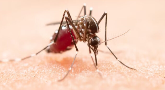 Brasil ultrapassa meio milhão de casos de dengue; a Bahia 4 mil