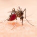 Brasil ultrapassa meio milhão de casos de dengue; a Bahia 4 mil