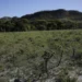 Cerrado perde em janeiro área equivalente a 1,6 mil campo de futebol