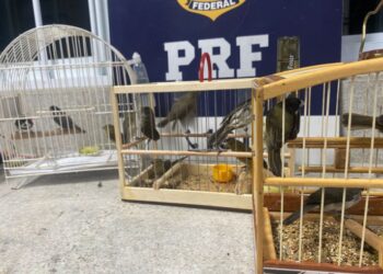 PRF resgata pássaros silvestres e jabutis em ônibus na Bahia