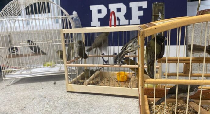 PRF resgata pássaros silvestres e jabutis em ônibus na Bahia