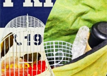 Passageiro de ônibus é flagrado com aves silvestres em bolsa na Bahia