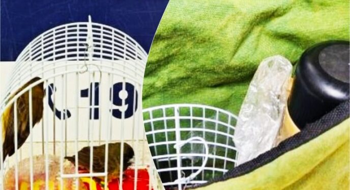 Passageiro de ônibus é flagrado com aves silvestres em bolsa na Bahia