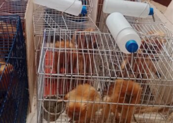 PF faz operação contra tráfico de animais silvestres na Bahia