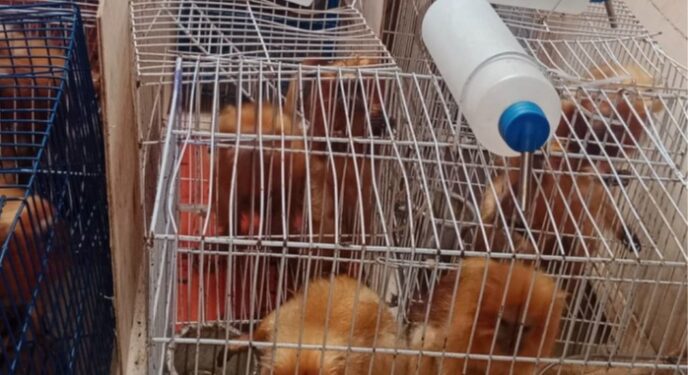 PF faz operação contra tráfico de animais silvestres na Bahia