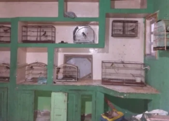 PM resgata 700 aves silvestres no interior baiano