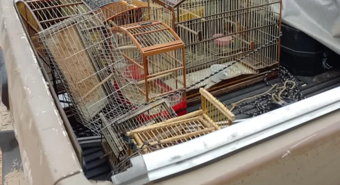 Suspeitos são presos com 17 aves silvestres na Bahia