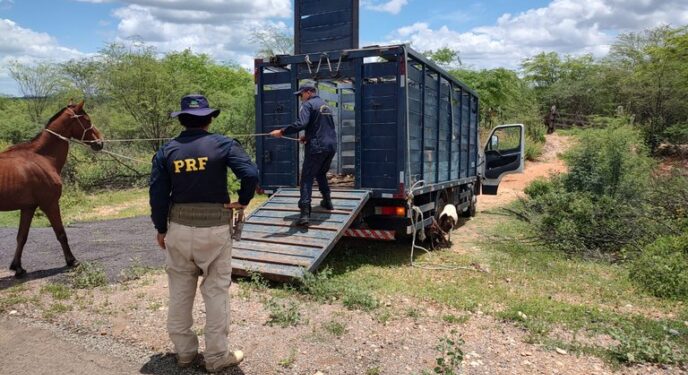 PRF e Guarda Municipal recolhem animais soltos em BR’s na Bahia