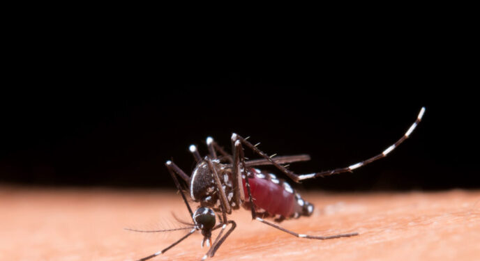 Brasil tem 1,9 mil mortes e quase 4 milhões de casos de dengue