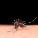 Brasil tem 1,9 mil mortes e quase 4 milhões de casos de dengue