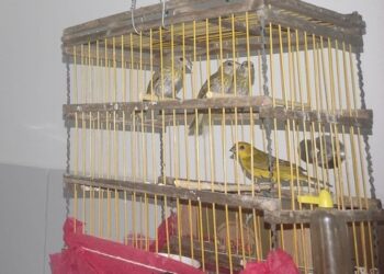 PRF flagra transporte ilegal de aves silvestres na Bahia