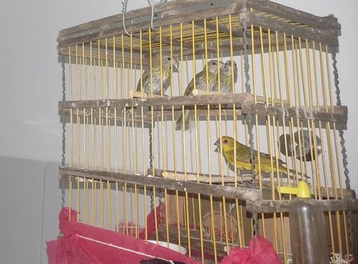 PRF flagra transporte ilegal de aves silvestres na Bahia