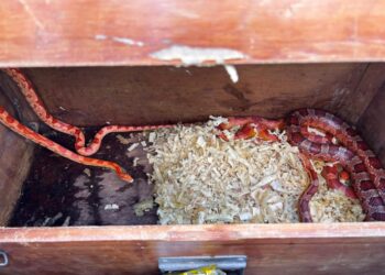 PF e PM fazem operação contra tráfico de animais na Bahia