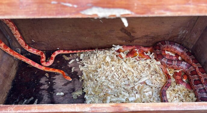 PF e PM fazem operação contra tráfico de animais na Bahia