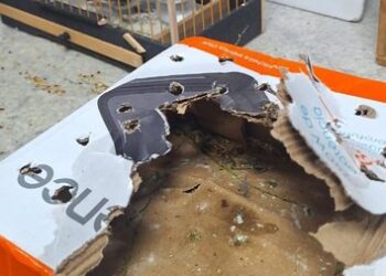 PRF resgata aves silvestres em situação de maus tratos em ônibus no interior baiano