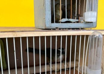 PRF resgata pássaros silvestres em ônibus de turismo no interior baiano