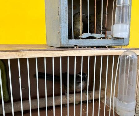 PRF resgata pássaros silvestres em ônibus de turismo no interior baiano