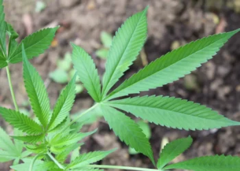 STF define quantos gramas de maconha o usuário pode portar