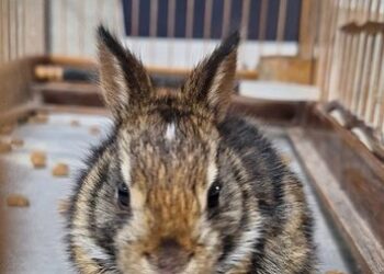 PRF resgata animais silvestres em condições de maus-tratos na Bahia