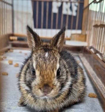 PRF resgata animais silvestres em condições de maus-tratos na Bahia