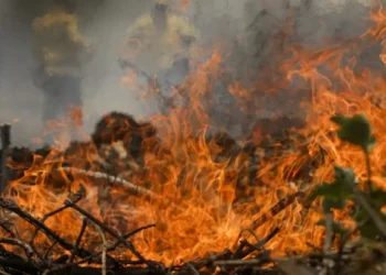 Incêndios no Pantanal batem recorde; Ministério e imprensa do Meio ignoram
