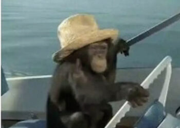 Ministério brasileiro faz postagem racista nos Jogos de Paris: “Erro cometido”