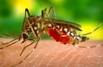 Mortes por dengue na BA chegam a 138; epidemia atinge mais de 30 cidades