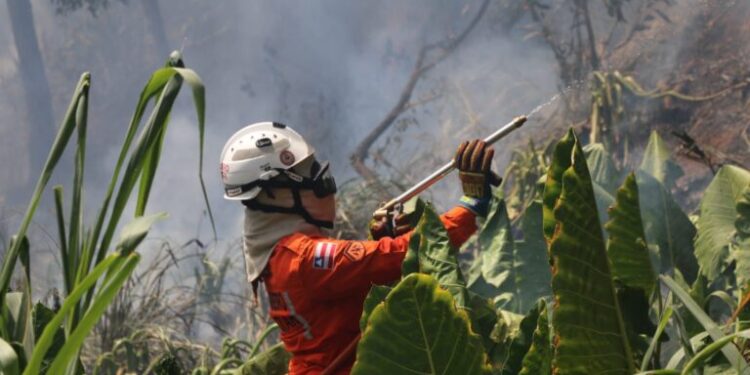 Bombeiros reforçam combate e debelam centenas de incêndios florestais na Bahia