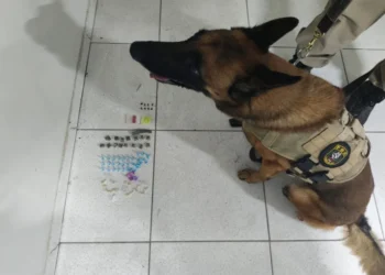 Cão farejador da PM ajuda na apreensão de drogas na Bahia
