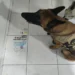 Cão farejador da PM ajuda na apreensão de drogas na Bahia