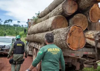 Omissão: Extração de madeira registra alta de quase 20% na Amazônia