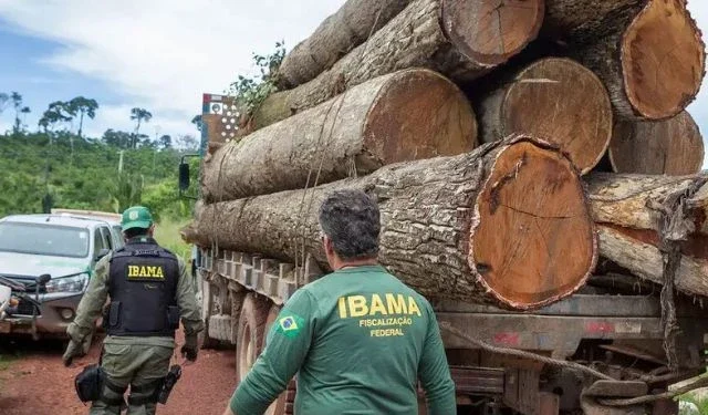 Omissão: Extração de madeira registra alta de quase 20% na Amazônia