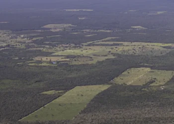 Desmatamento diminui na Mata Atlântica mas continua elevado