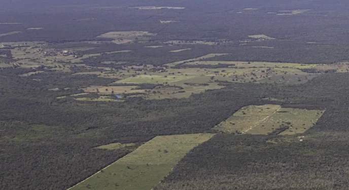 Desmatamento diminui na Mata Atlântica mas continua elevado