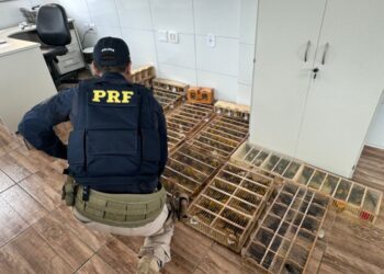 PRF resgata quase 600 aves silvestres transportadas ilegalmente na Bahia