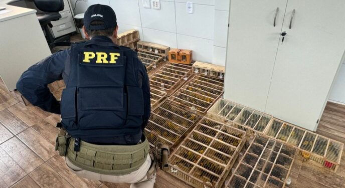 PRF resgata quase 600 aves silvestres transportadas ilegalmente na Bahia