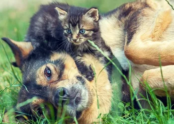 Cães e gatos vão ter Cadastro Nacional e Identidade