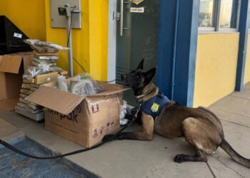 Mulher é presa com 84 kg de maconha em ônibus interestadual na Bahia