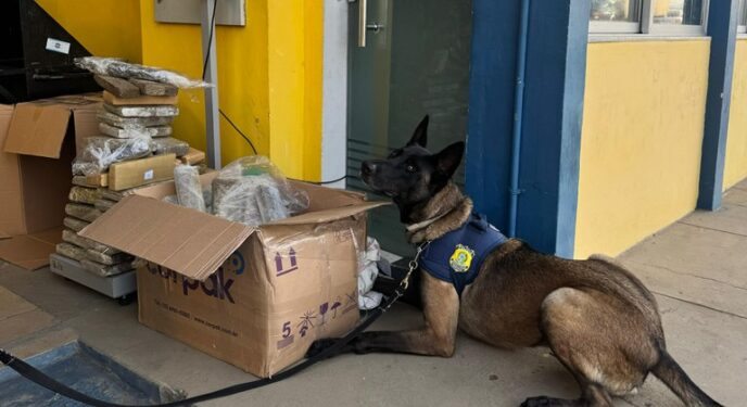 Mulher é presa com 84 kg de maconha em ônibus interestadual na Bahia