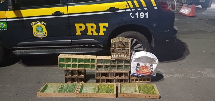 PRF resgata mais de 130 aves silvestres em transporte ilegal na Bahia