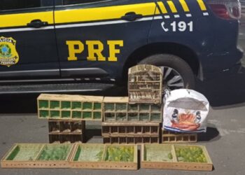 PRF resgata mais de 130 aves silvestres em transporte ilegal na Bahia