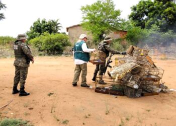 Operações resgatam 140 animais e apreendem armas de fogo apetrechos de caça