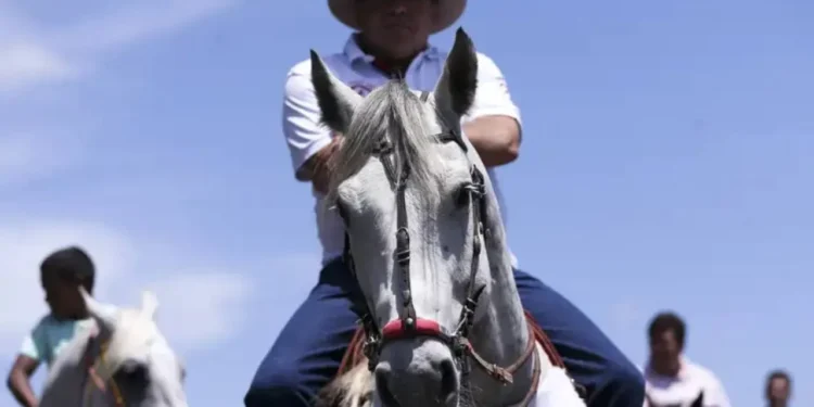 STF valida emenda constitucional que legitima a prática da vaquejada